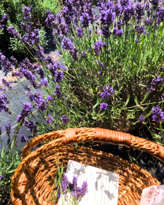 lavender farm to craft cocktail infusions