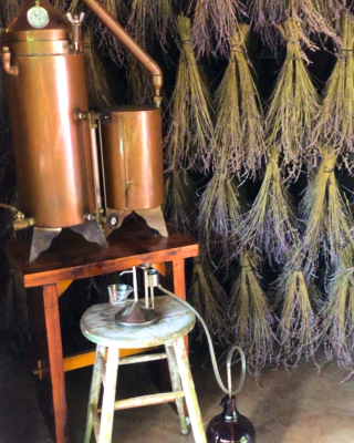 picking lavender for cocktail infusions